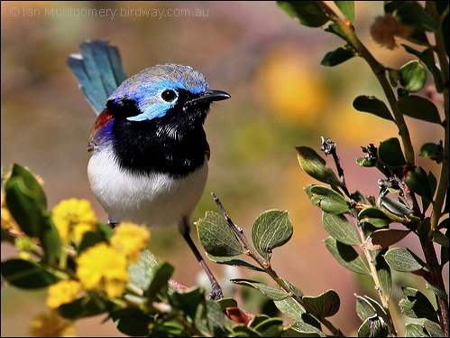 Variegated Fairywren (Malurus lamberti) by Ian