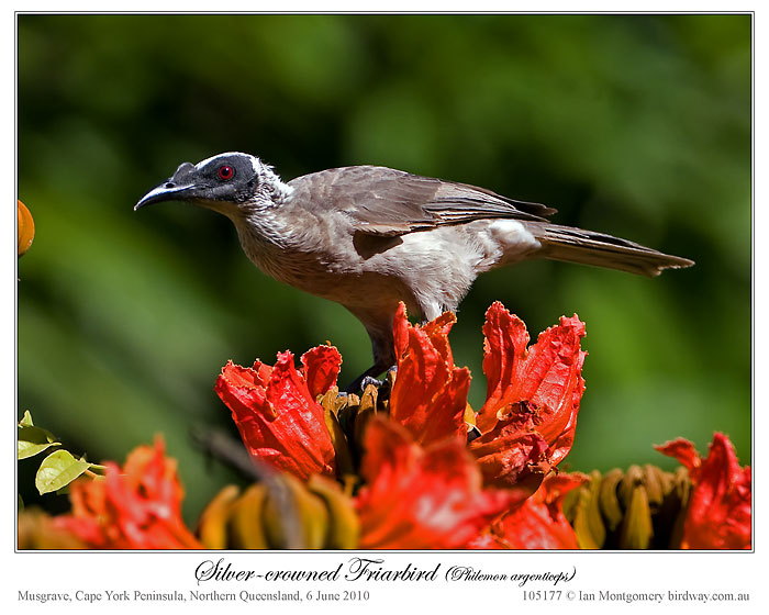 Silver-crowned Friarbird (Philemon argenticeps) by Ian at Birdway