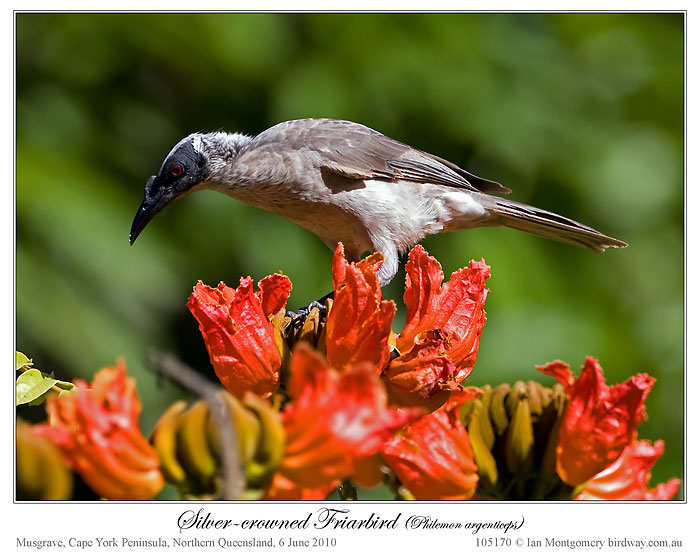 Silver-crowned Friarbird (Philemon argenticeps) by Ian at Birdway
