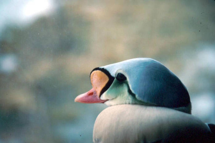 King Eider (Somateria spectabilis) ©USFWS