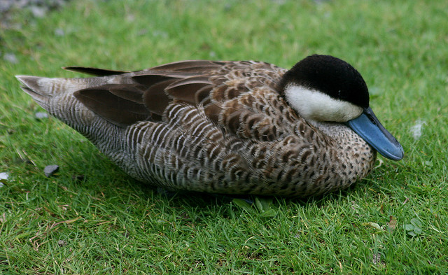 Silver Teal (Anas versicolor versicolor) ©WikiC
