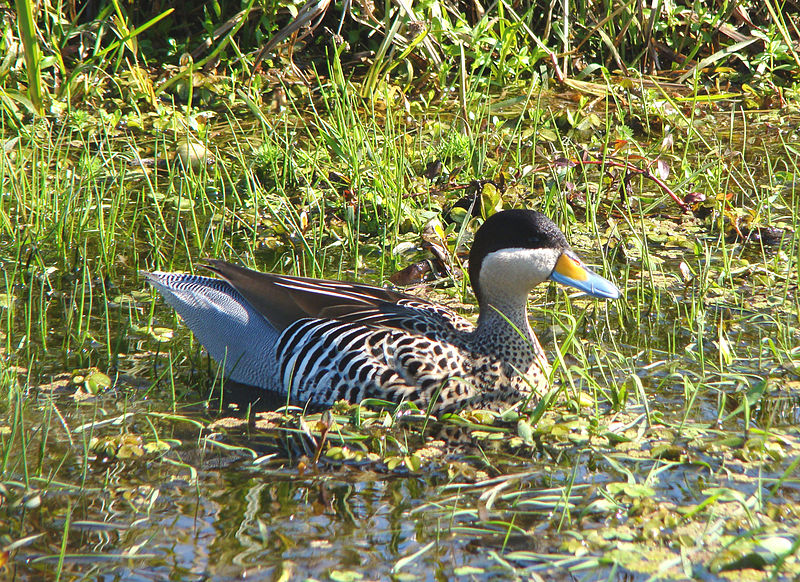 Silver Teal (Anas versicolor versicolor) ©WikiC