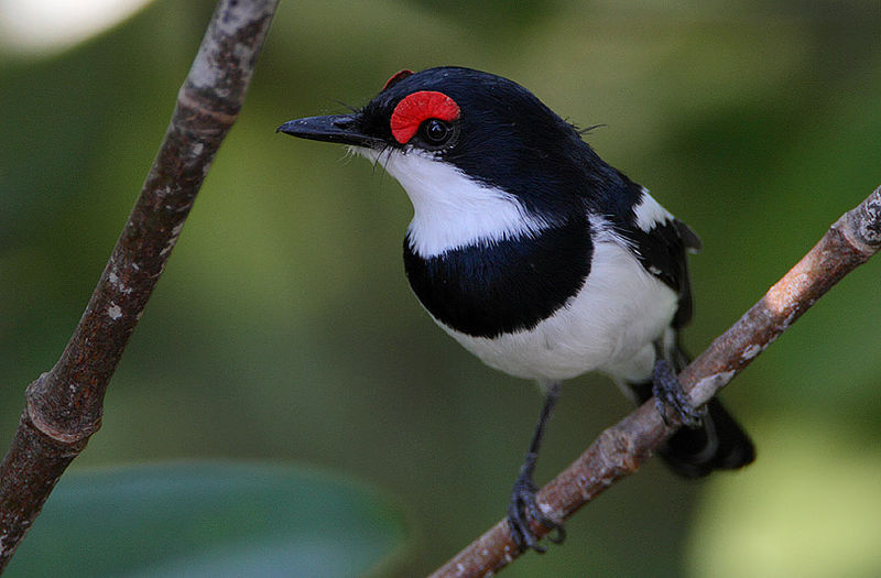 Brown-throated Wattle-eye (Platysteira cyanea) ©WikiC