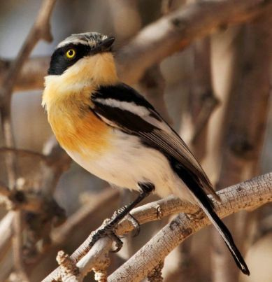 Pririt Batis (Batis pririt) ©WikiC female