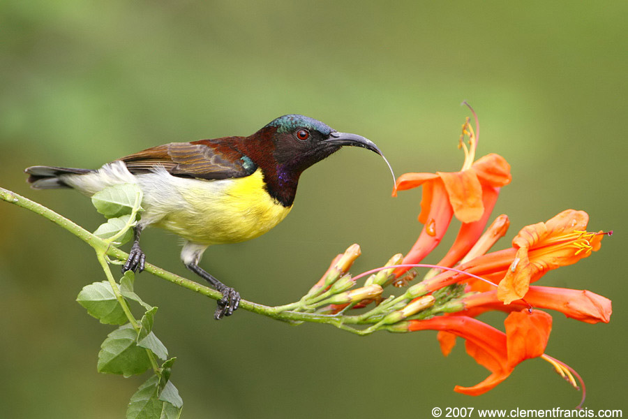 Common Iora (Aegithina tiphia) by Clement Fracis