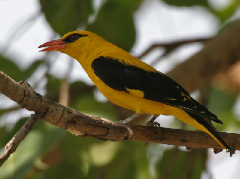 Indian Golden Oriole (Oriolus kundoo) ©WikiC