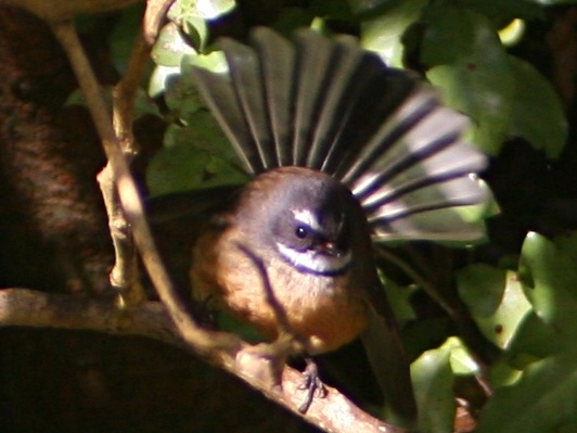 New Zealand Fantail (Rhipidura fuliginosa) ©WikiC