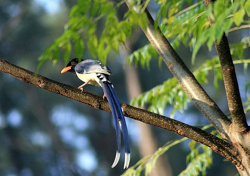 Yellow-billed Blue Magpie (Urocissa flavirostris) ©WikiC