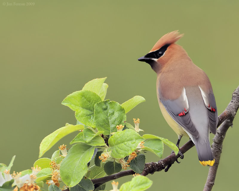 Cedar Waxwing (Bombycilla cedrorum) by J Fenton