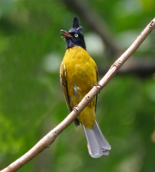Black-crested Bulbul (Pycnonotus flaviventris) ©WikiC