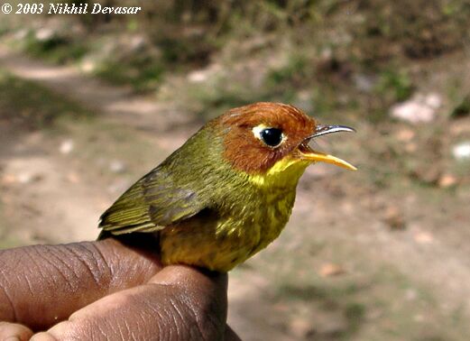 Chestnut-headed Tesia (Tesia castaneocoronata)