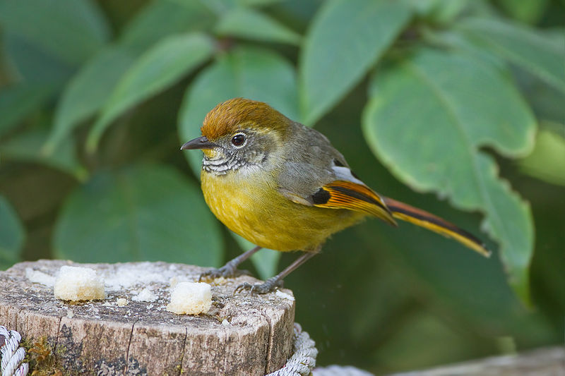 Bar-throated Minla (Minla strigula) ©WikiC