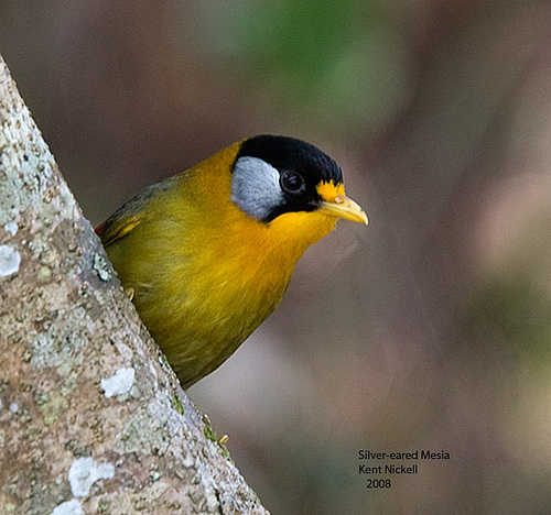 Silver-eared Laughingthrush (Trochalopteron melanostigma) by Kent Nickell