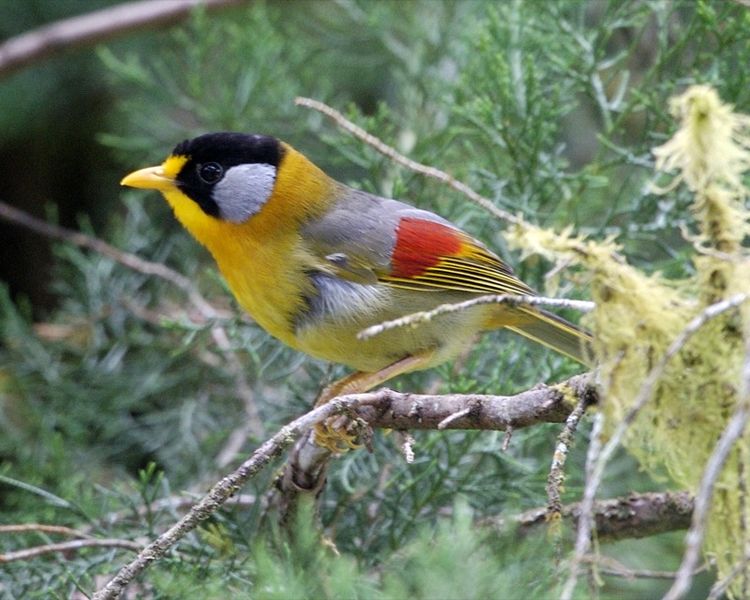 Silver-eared Mesia (Leiothrix argentauris) ©WikiC