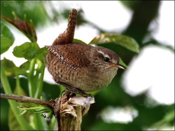 Winter Wren (Troglodytes troglodytes) by Ian