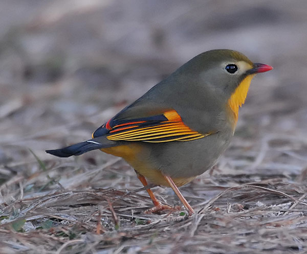 White-tailed Rubythroat (Luscinia pectoralis)