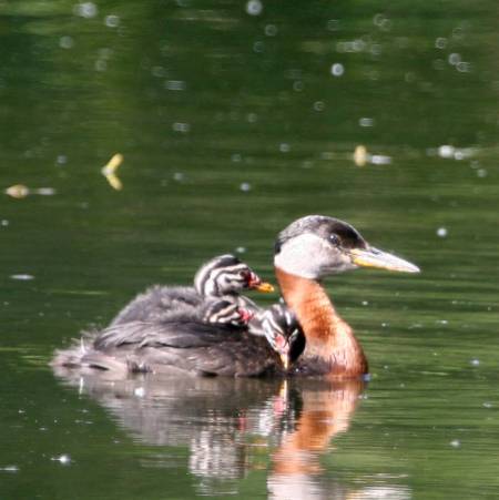 Red-necked Grebe (Podiceps grisegena) young on her wing©USFWS