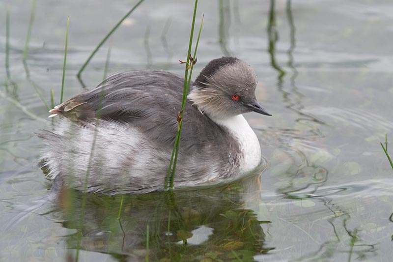 Silvery Grebe (Podiceps occipitalis) ©AGrosset