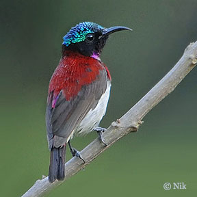 Crimson-backed Sunbird (Leptocoma minima) by Nikhil Devasar