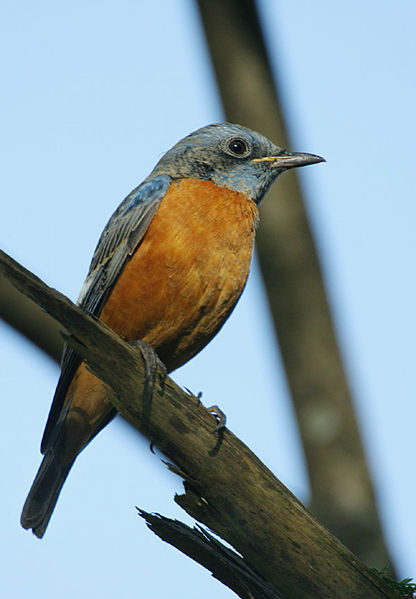 Blue-capped Rock Thrush (Monticola cinclorhynchus) ©WikiC
