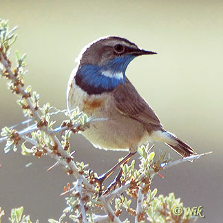 Bluethroat (Luscinia svecica) by Nikhil Devasar