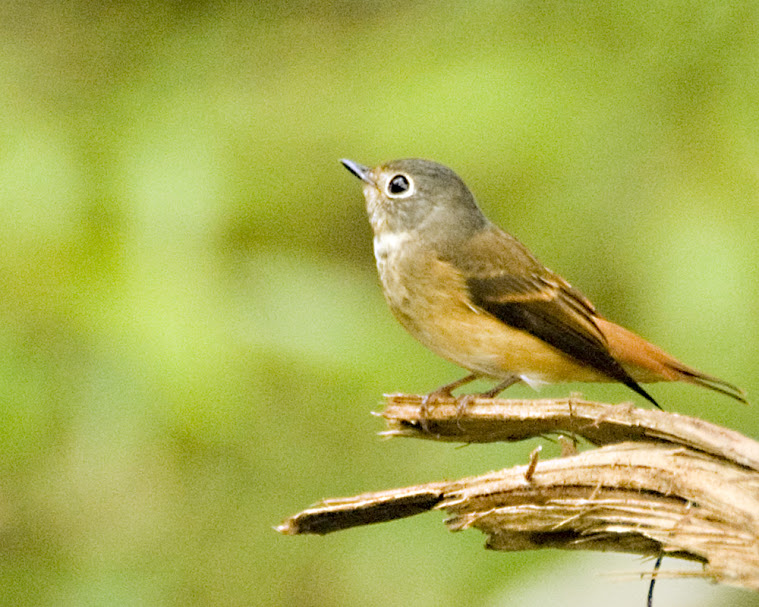 Ferruginous Flycatcher (Muscicapa ferruginea) by MAMuin