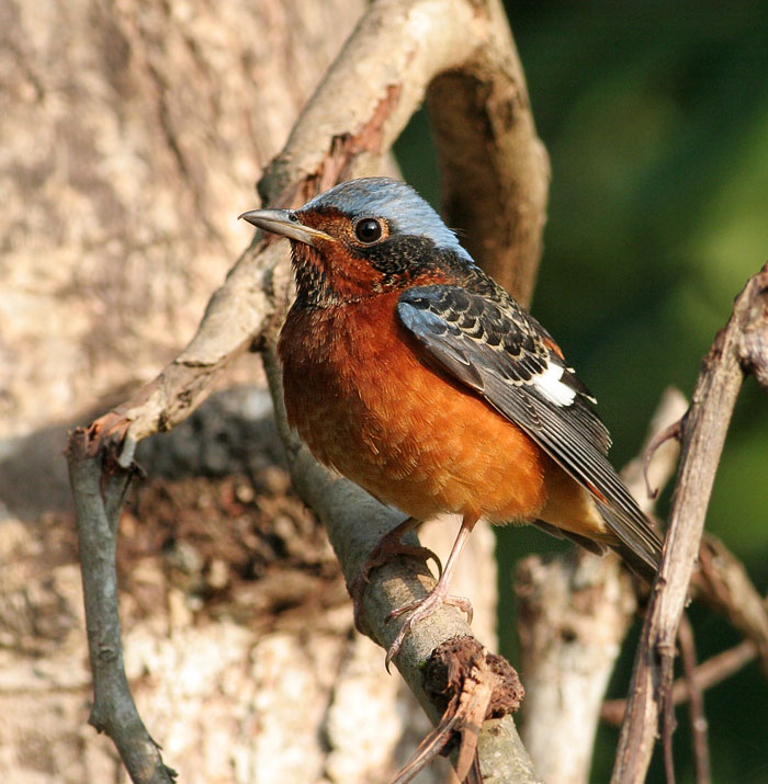 White-throated Rock Thrush by Peter Ericsson