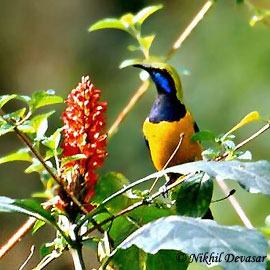 Orange-bellied Leafbird (Chloropsis hardwickii) by Nikhil Devasar