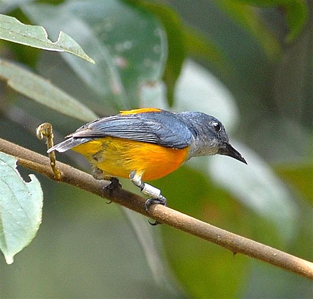 Orange-bellied Flowerpecker (Dicaeum trigonostigma) by Wiki