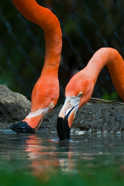 American Flamingo (Phoenicopterus ruber) by Africaddict