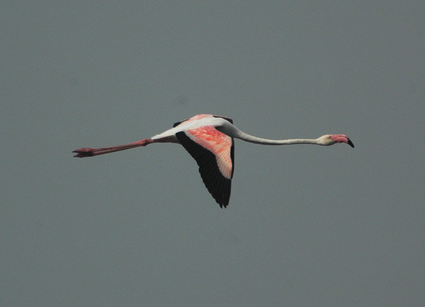 Greater Flamingo (Phoenicopterus roseus)