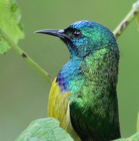 Collared Sunbird (Hedydipna collaris) ©WikiC