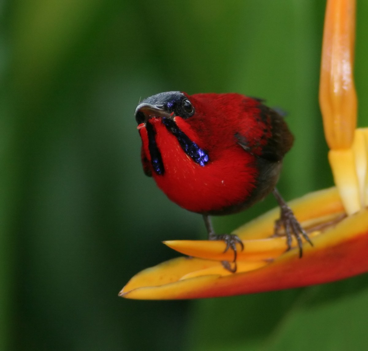 Crimson Sunbird (Aethopyga siparaja) by Peter Ericsson