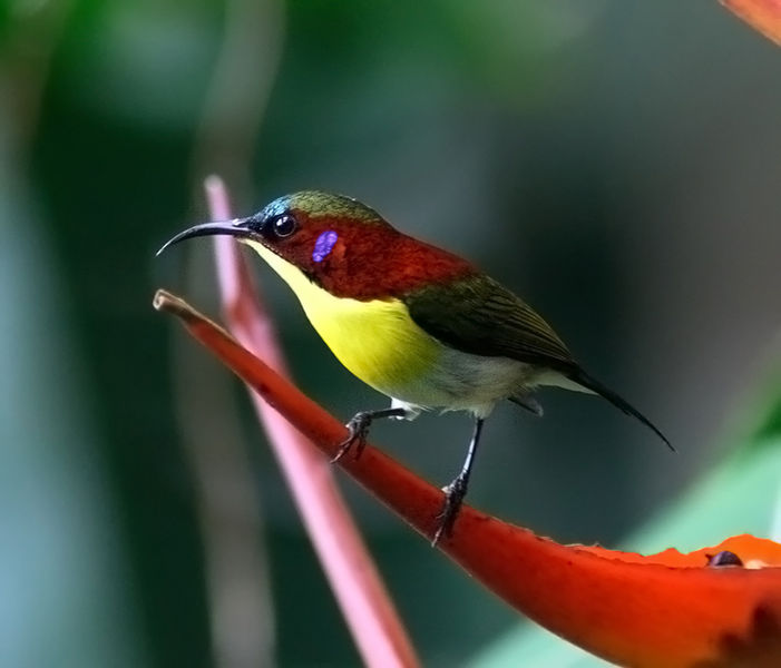 Handsome Sunbird (Aethopyga bella) ©WikiC