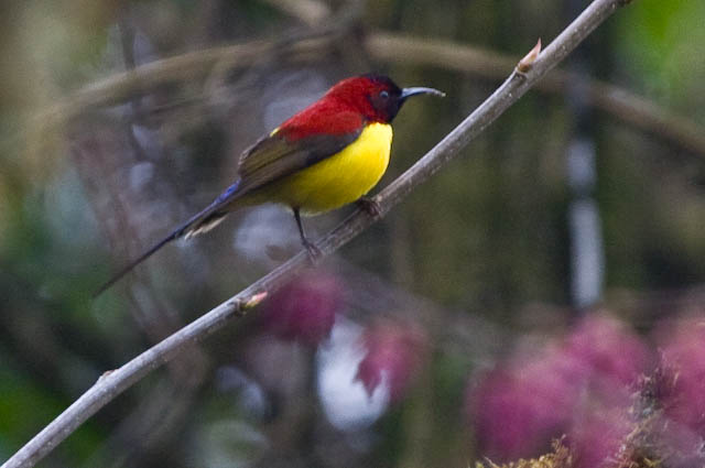 Mrs. Gould's Sunbird (Aethopyga gouldiae) ©WikiC