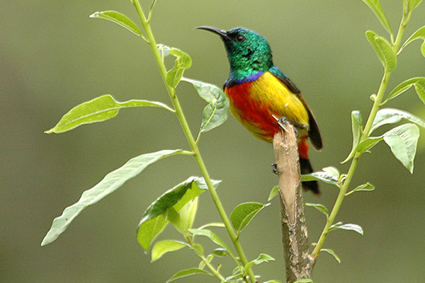 Regal Sunbird (Cinnyris regius) ©WikiC