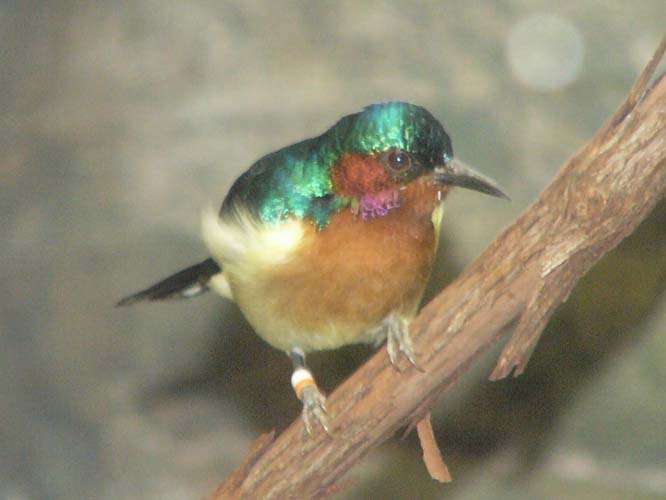 Ruby-cheeked Sunbird (Chalcoparia singalensis) at Memphis Zoo