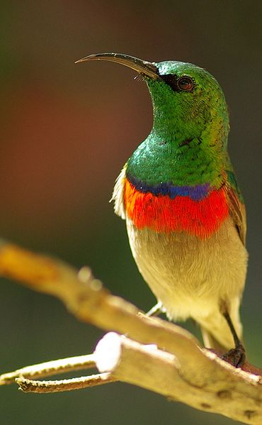 Southern Double-collared Sunbird (Cinnyris chalybeus) ©WikiC