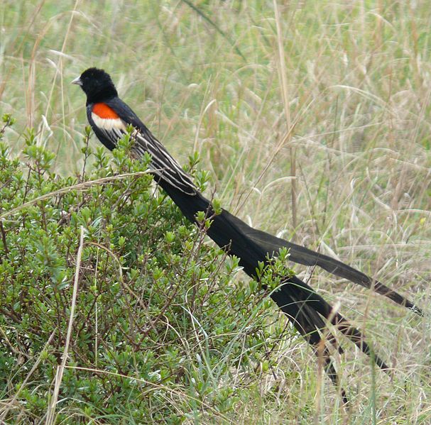 Long-tailed Widowbird (Euplectes progne) ©WikiC