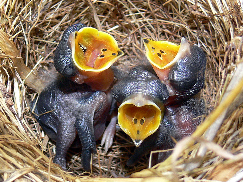 Australian Pipit (Anthus australis) ©WikiC chicks