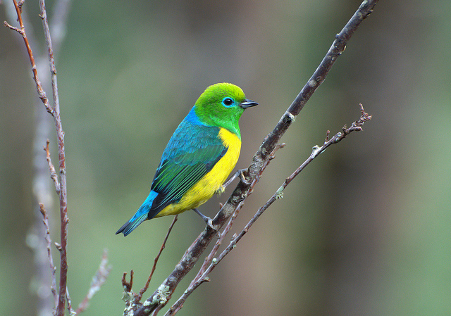 Blue-naped Chlorophonia (Chlorophonia cyanea) by Dario Sanches