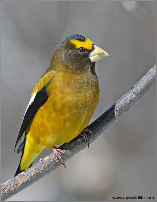 Evening Grosbeak (Hesperiphona vespertina) male by Raymond Barlow