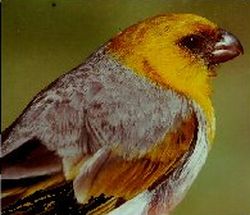 Palila (Loxioides bailleui) ©WikiC