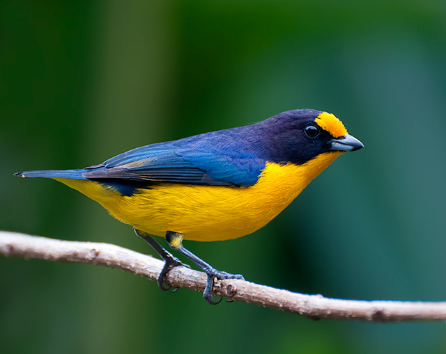 Violaceous Euphonia (Euphonia violacea) 4 by Dario Sanches