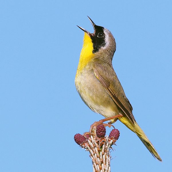 Common Yellowthroat (Geothlypis trichas) ©WikiC