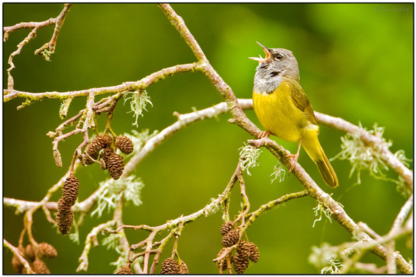 MacGillivray's Warbler