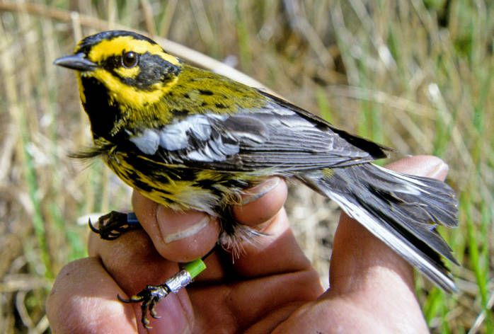 Townsend's Warbler (Dendroica townsendi) 2©USFWS