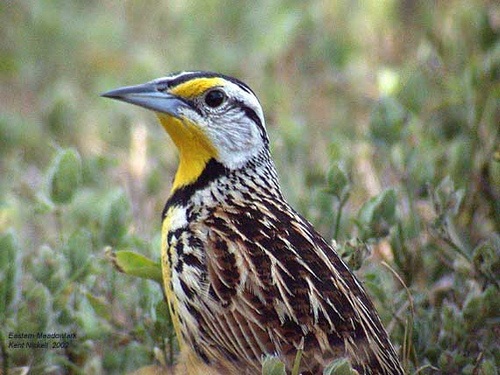 Eastern Meadowlark (Sturnella magna) 2 by Kent Nickell