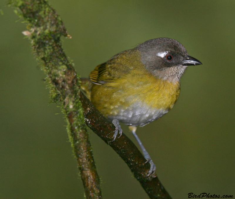 Common Bush Tanager (Chlorospingus ophthalmicus) ©BirdPhotos.com