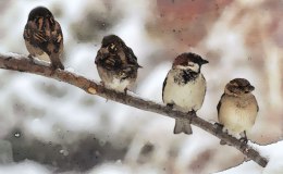 Christmas Hymns With Birds – I Wonder As I&nbsp;Wander